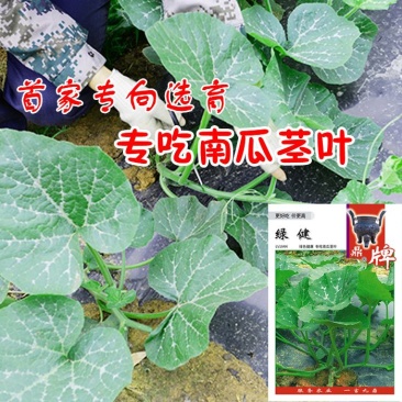 绿健南瓜种子，定向选育专吃南瓜茎叶清爽无涩味口感微甜