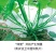 绿健南瓜种子，定向选育专吃南瓜茎叶清爽无涩味口感微甜