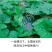 绿健南瓜种子，定向选育专吃南瓜茎叶清爽无涩味口感微甜