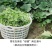 绿健南瓜种子，定向选育专吃南瓜茎叶清爽无涩味口感微甜
