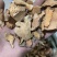 土茯苓红色土茯苓供应各种中药材冷背货