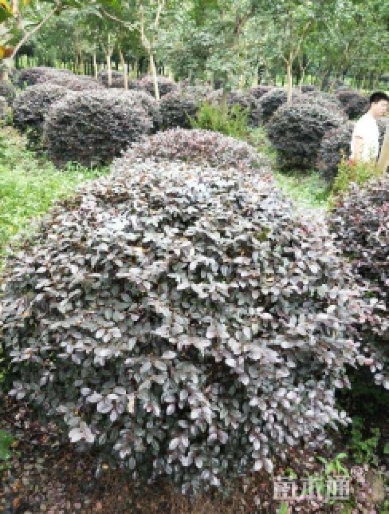 红花继木球，园林绿化中常用的绿化灌木球之一，品质好价格低