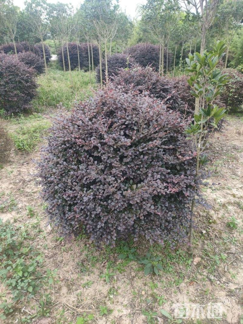 红花继木球，园林绿化中常用的绿化灌木球之一，品质好价格低