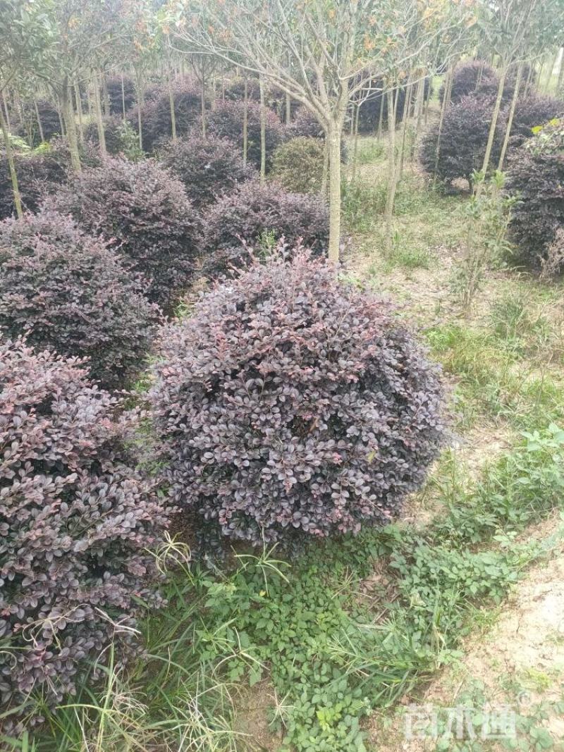 红花继木球，园林绿化中常用的绿化灌木球之一，品质好价格低
