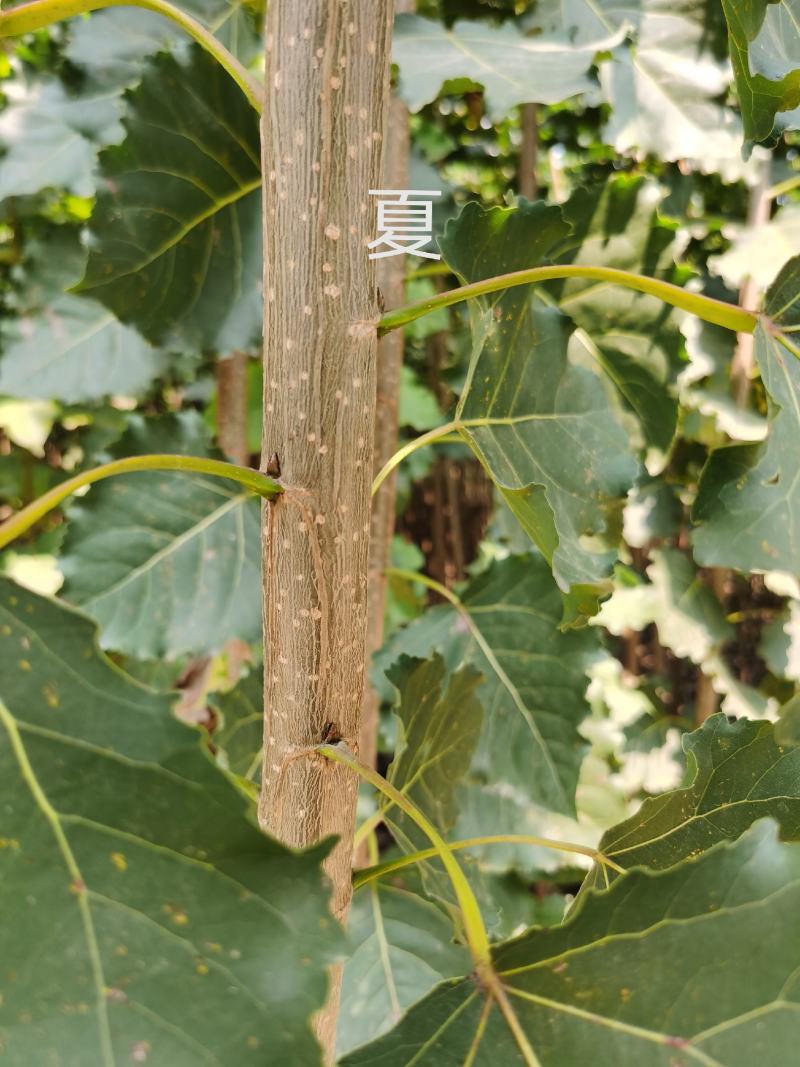 无絮杨树107速生白杨树批发规格齐全百亩基地直发