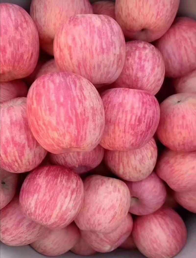 山东精选红富士苹果脆甜多汁颜色鲜艳产地货源质量保证