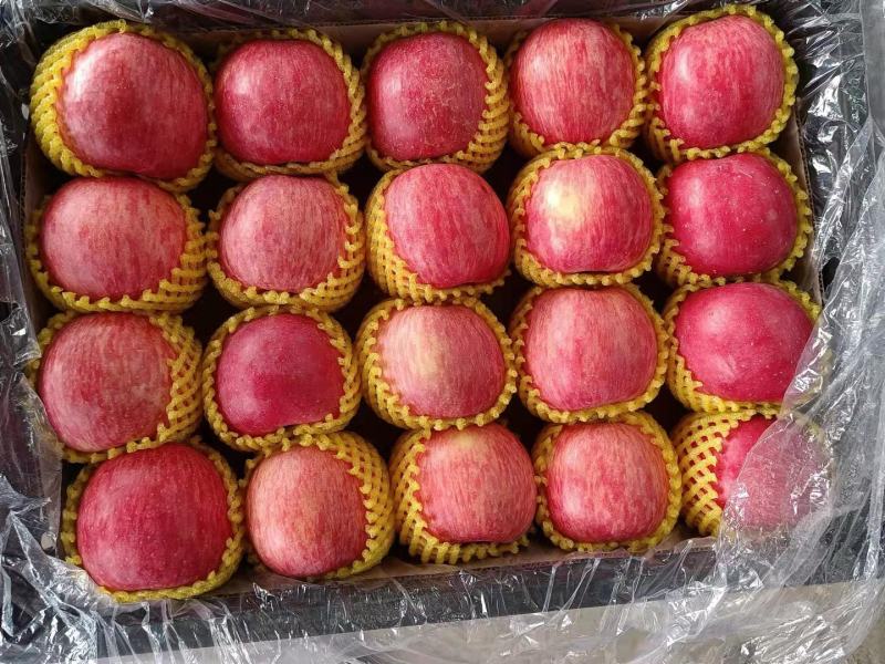 山东红富士苹果🍎上市，口感脆甜，品质保障，欢迎新老客户采购
