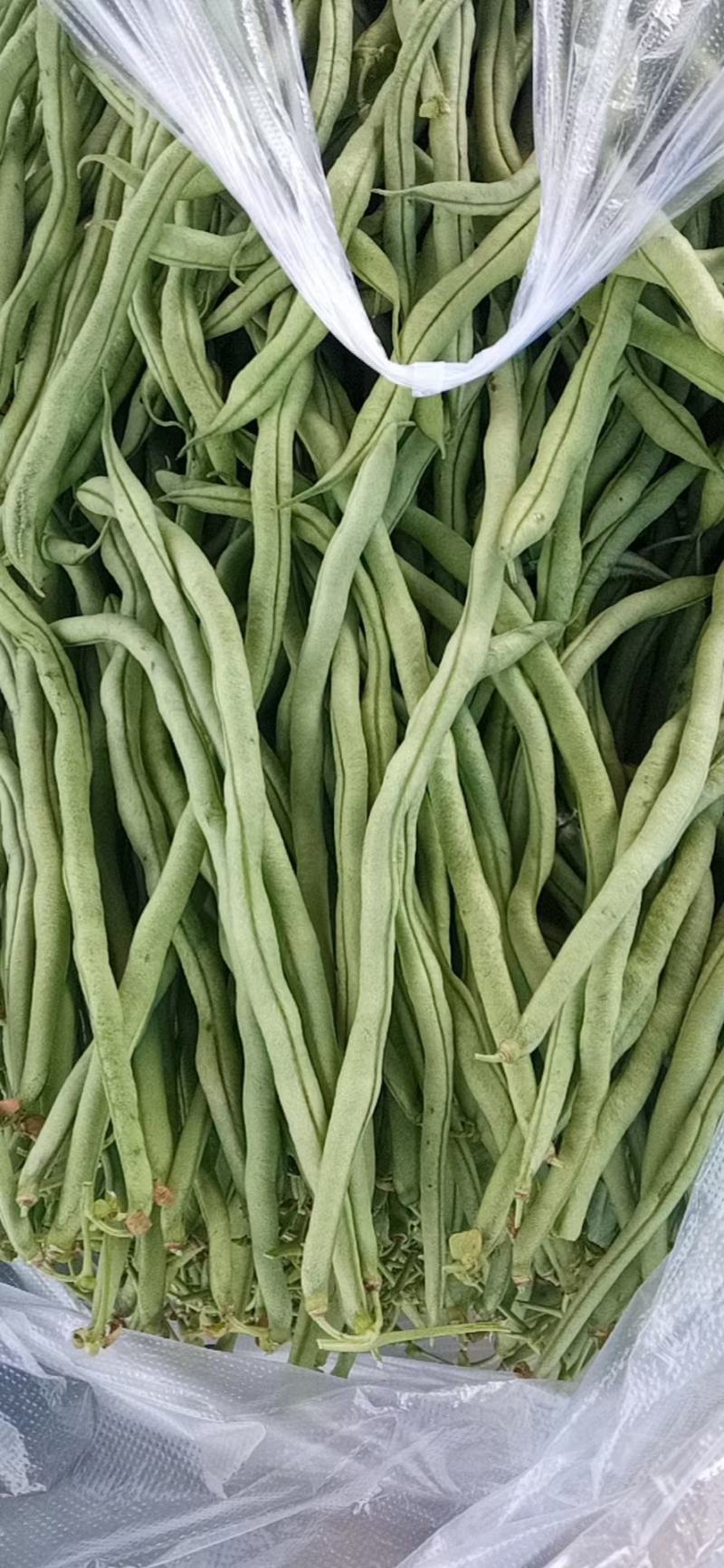 无筋豆基地一手货源大量优超市电商市场.全国发货