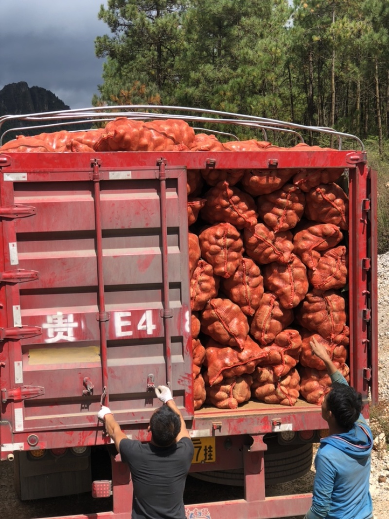 丽薯六号土豆继续走两挂