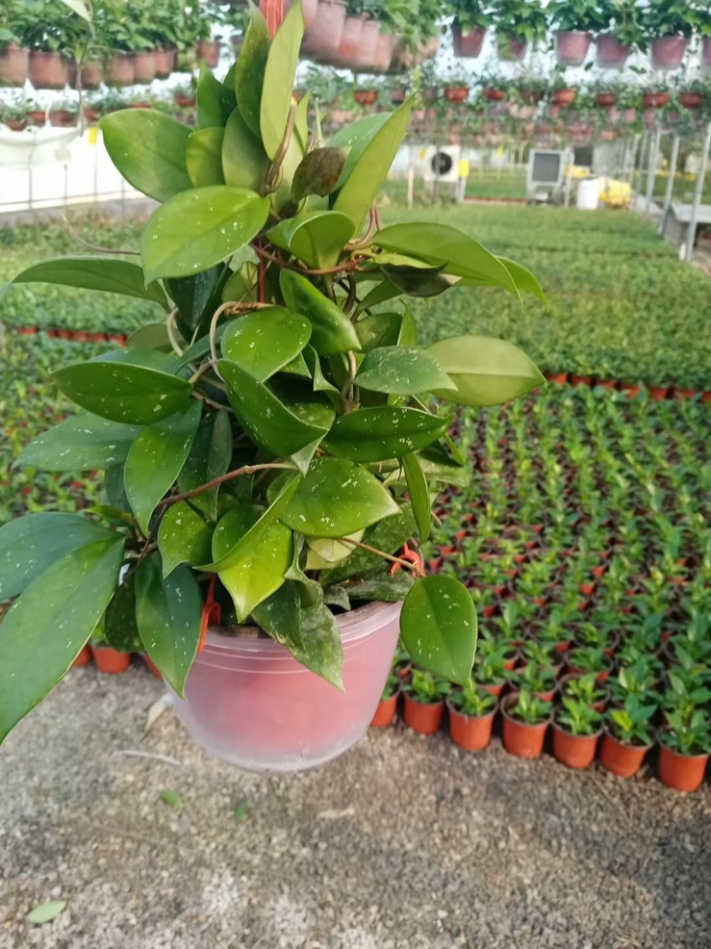 球兰养护简单净化空气吸甲醛家庭绿植花期长