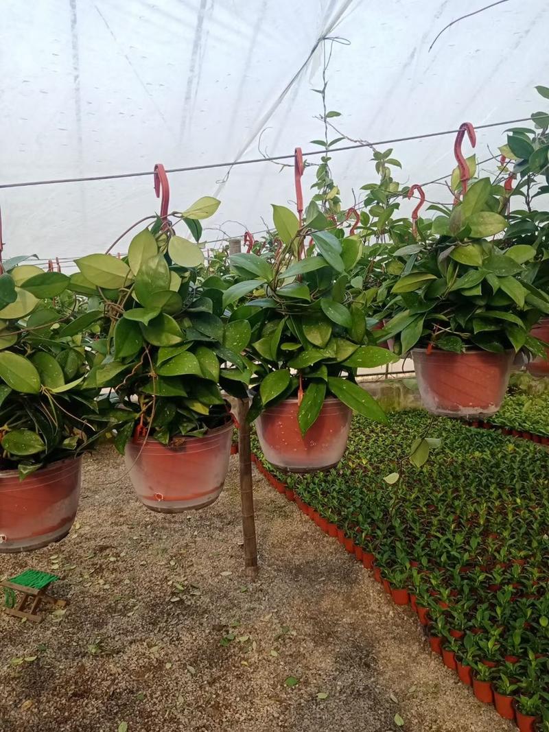球兰养护简单净化空气吸甲醛家庭绿植花期长