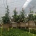 球兰养护简单净化空气吸甲醛家庭绿植花期长