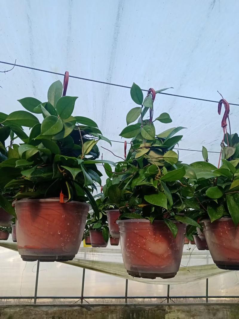 球兰养护简单净化空气吸甲醛家庭绿植花期长