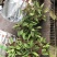 球兰养护简单净化空气吸甲醛家庭绿植花期长