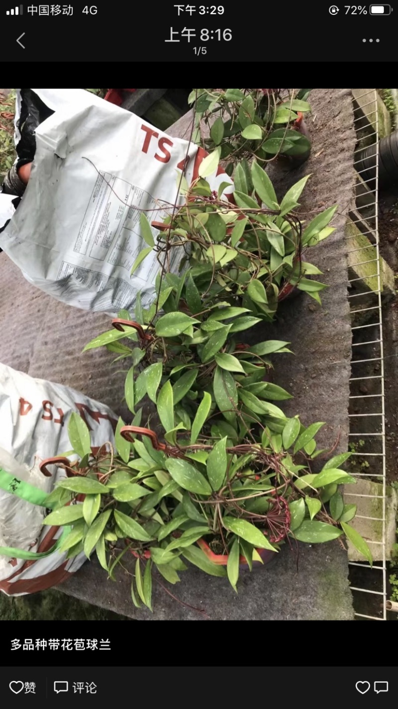 球兰养护简单净化空气吸甲醛家庭绿植花期长