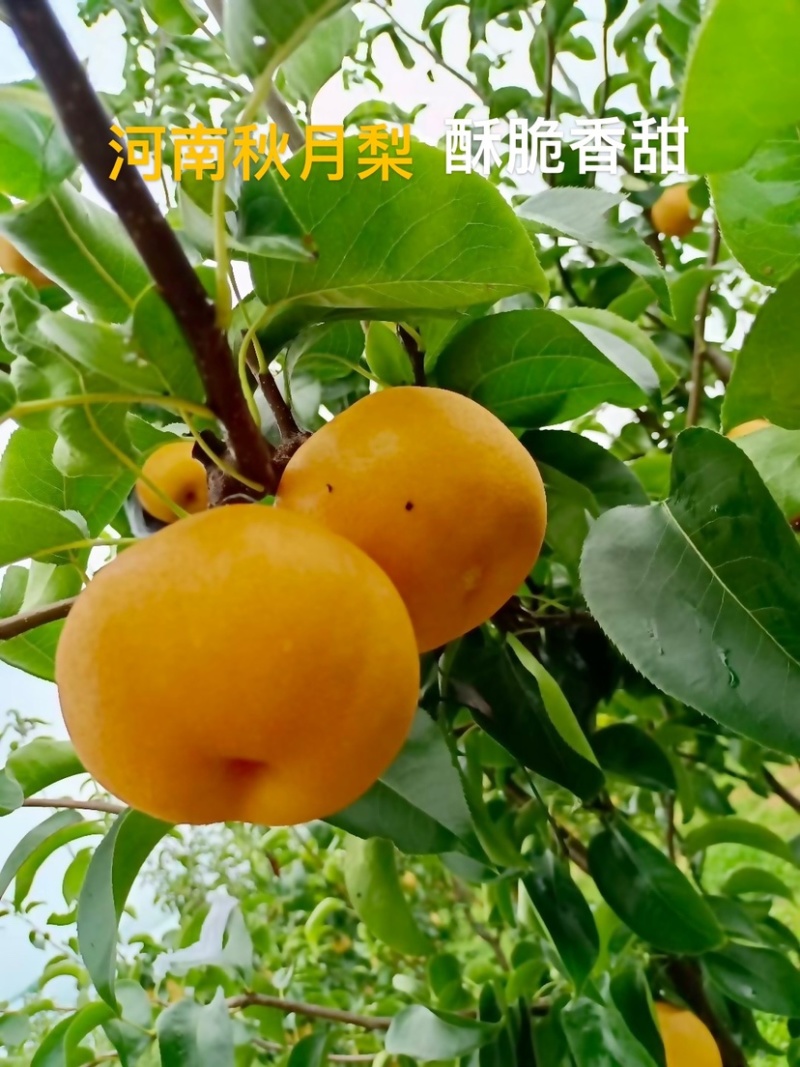 秋月梨树苗玉露香新梨7号红香酥翠玉山农酥