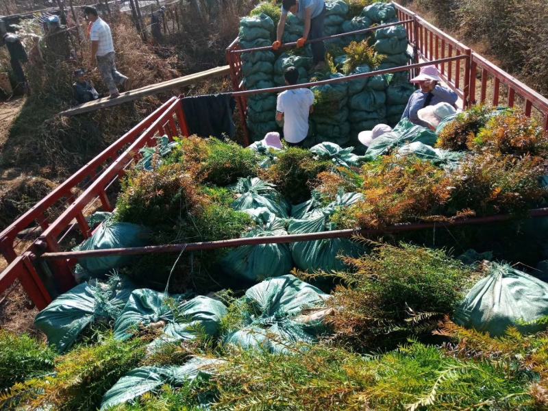 云南红豆杉，云南腾冲高含量红豆杉