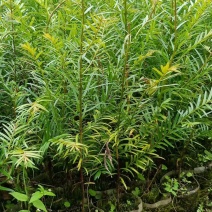 云南红豆杉，云南腾冲高含量红豆杉