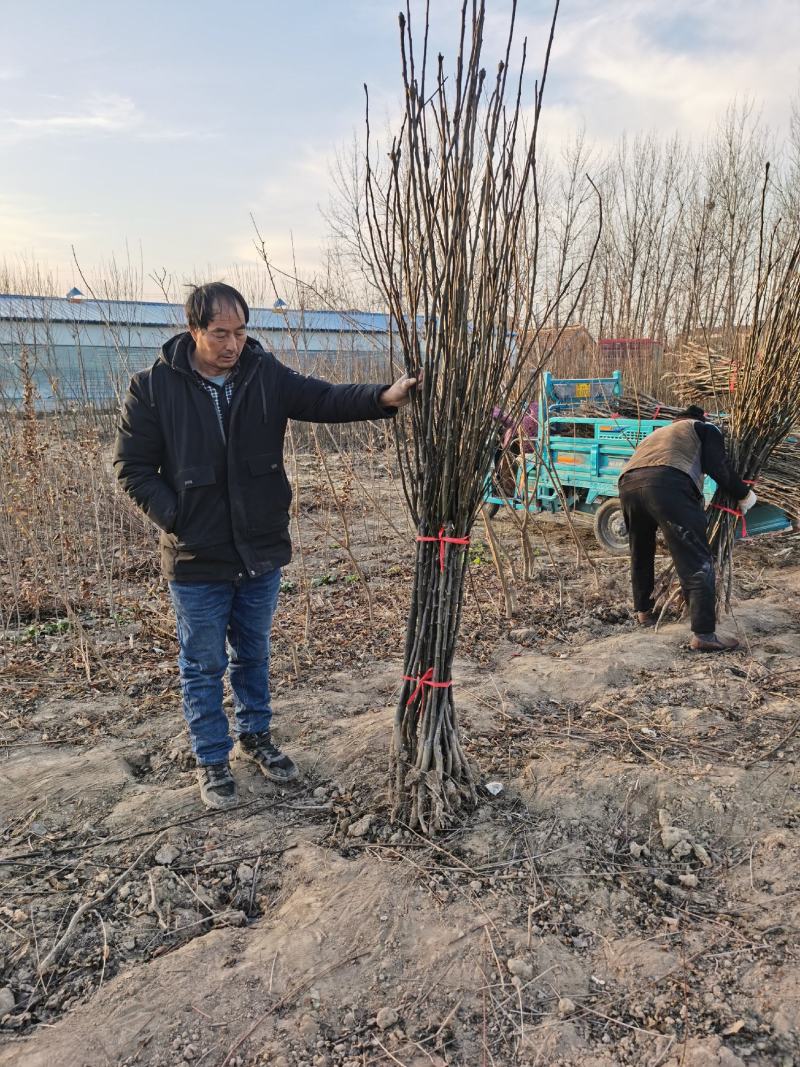 秋月梨树苗品种保证秋月梨苗价格优惠0.8到2公分