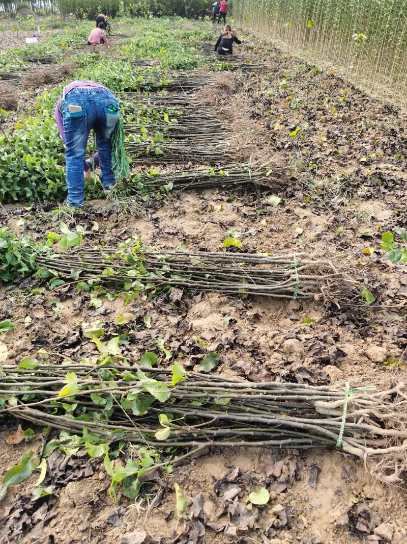 秋月梨树苗品种保证秋月梨苗价格优惠0.8到2公分