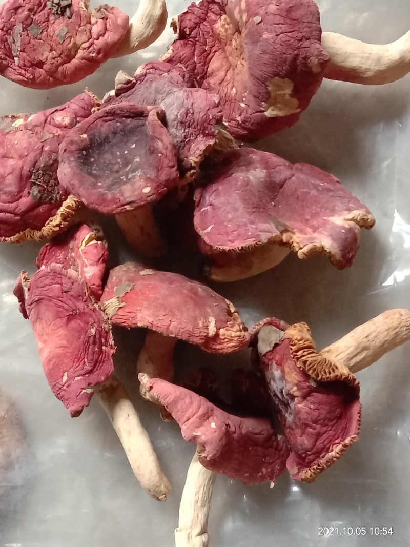 野生红菇，舌尖上的美食，传统的烹饪方法，是滋补的好食材