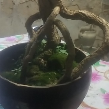 枸杞老桩