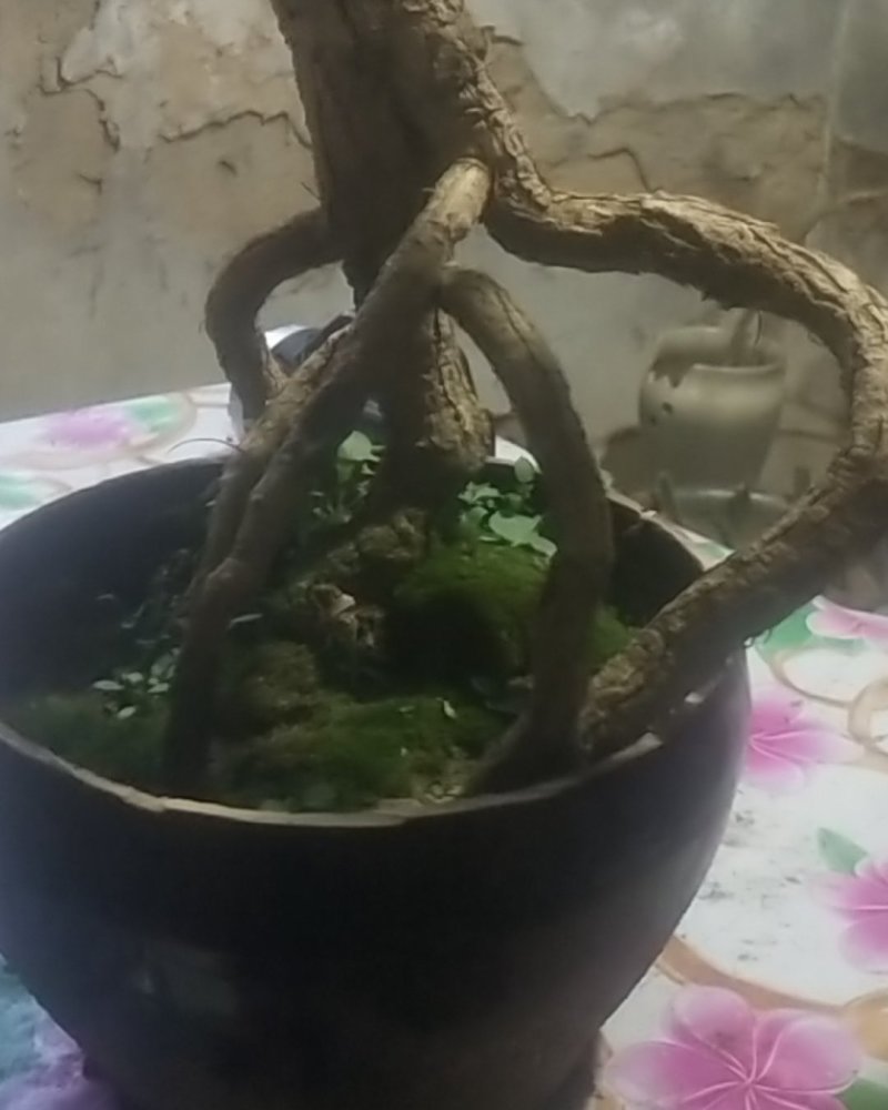 枸杞老桩