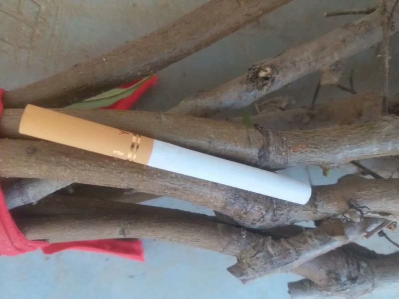毛桃树苗嫁接成品水蜜桃苗大久保桃树苗个头大产量高口感甜