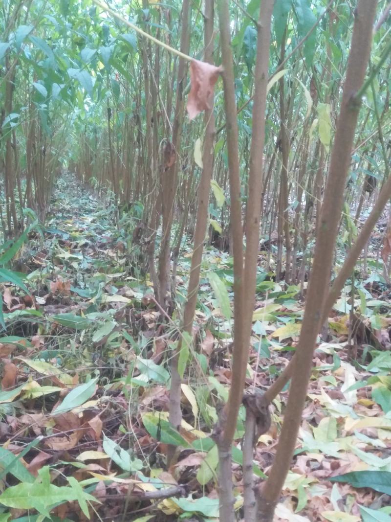 毛桃树苗嫁接成品水蜜桃苗大久保桃树苗个头大产量高口感甜