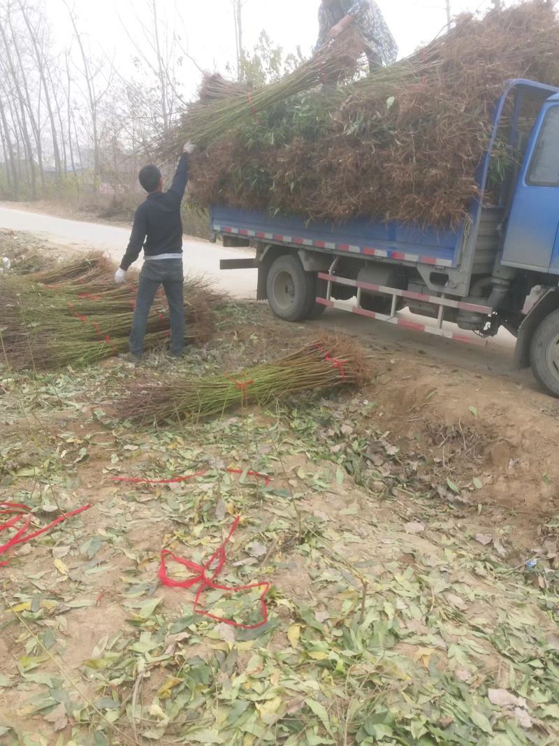 毛桃树苗嫁接成品水蜜桃苗大久保桃树苗个头大产量高口感甜