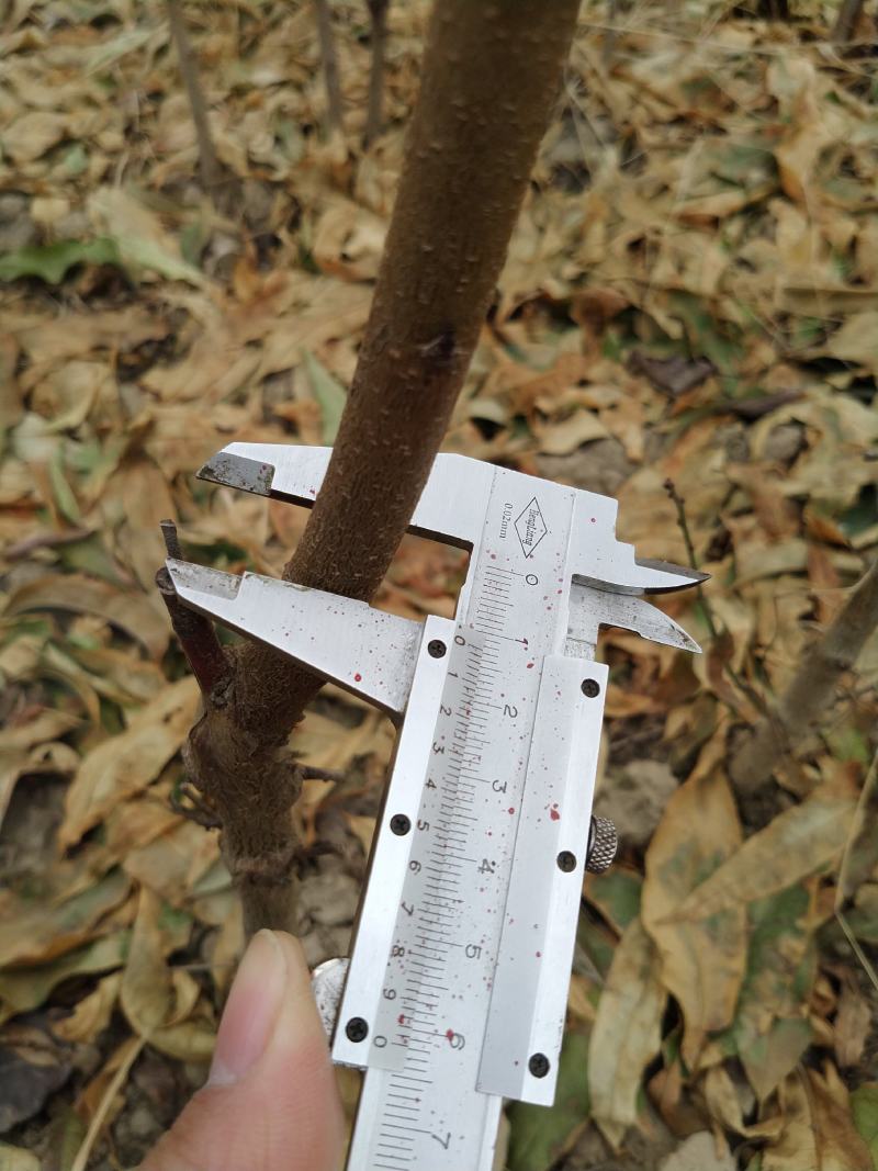 毛桃树苗嫁接成品水蜜桃苗大久保桃树苗个头大产量高口感甜