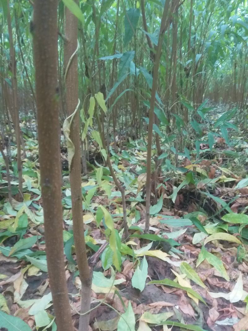 毛桃树苗嫁接成品水蜜桃苗大久保桃树苗个头大产量高口感甜