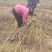 毛桃树苗嫁接成品水蜜桃苗大久保桃树苗个头大产量高口感甜
