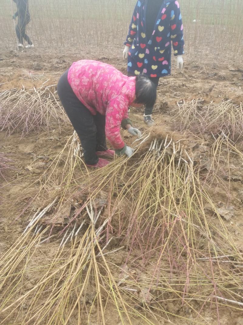 毛桃树苗嫁接成品水蜜桃苗大久保桃树苗个头大产量高口感甜