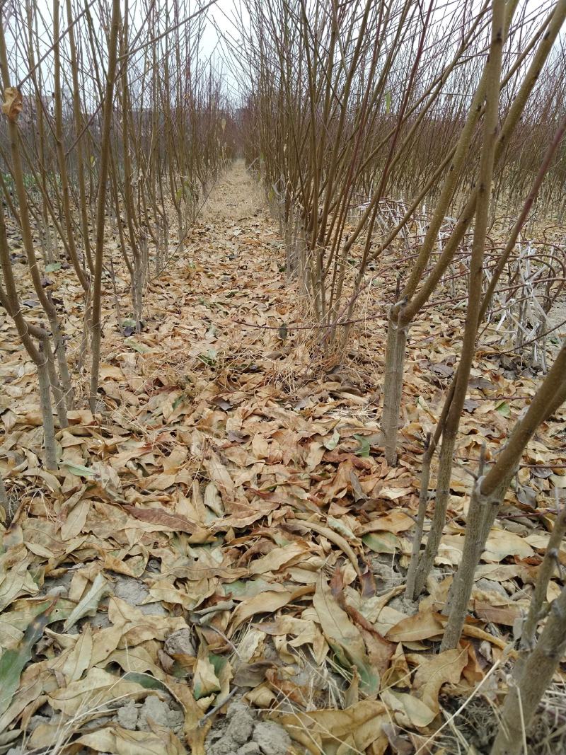 毛桃树苗嫁接成品水蜜桃苗大久保桃树苗个头大产量高口感甜