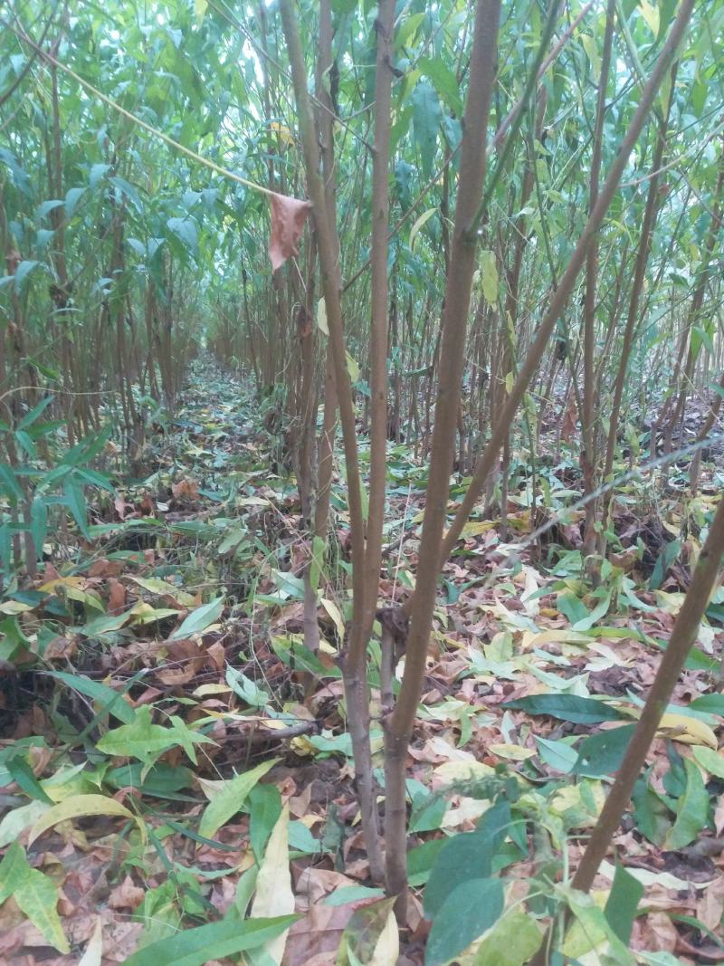 毛桃树苗嫁接成品水蜜桃苗大久保桃树苗个头大产量高口感甜