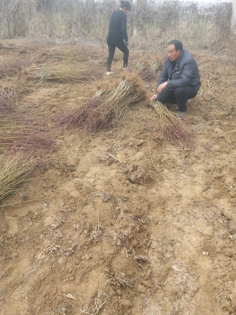 毛桃树苗嫁接成品水蜜桃苗大久保桃树苗个头大产量高口感甜
