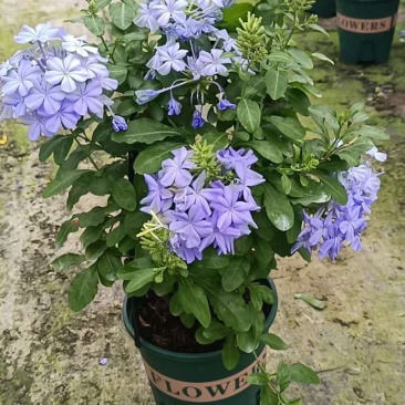蓝雪花草本盆栽养护简单花期长可绿化量大优惠