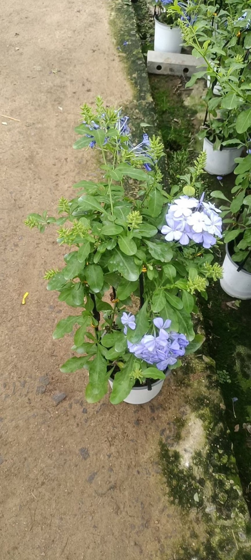 蓝雪花草本盆栽养护简单花期长可绿化量大优惠