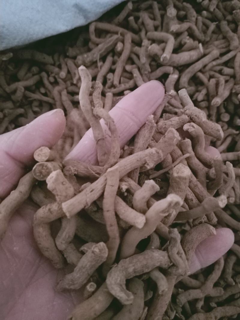 木香，正品木香根各种规格，经营各种中药材欢迎咨询购买