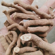 木香，正品木香根各种规格，经营各种中药材欢迎咨询购买