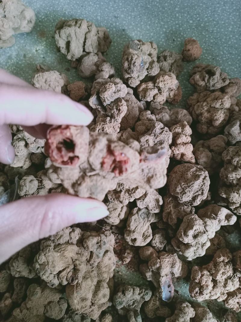 朱砂莲，正品水洗朱砂莲，质量保证！经营各种中药材！