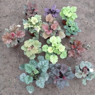 矾根绿化苗木花卉盆景养护简单可绿化可观赏