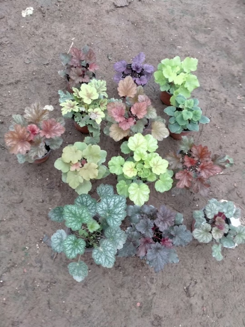 矾根绿化苗木花卉盆景养护简单可绿化可观赏