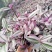 胭脂云花卉盆景群生多头养护简单常年有货欢迎合作