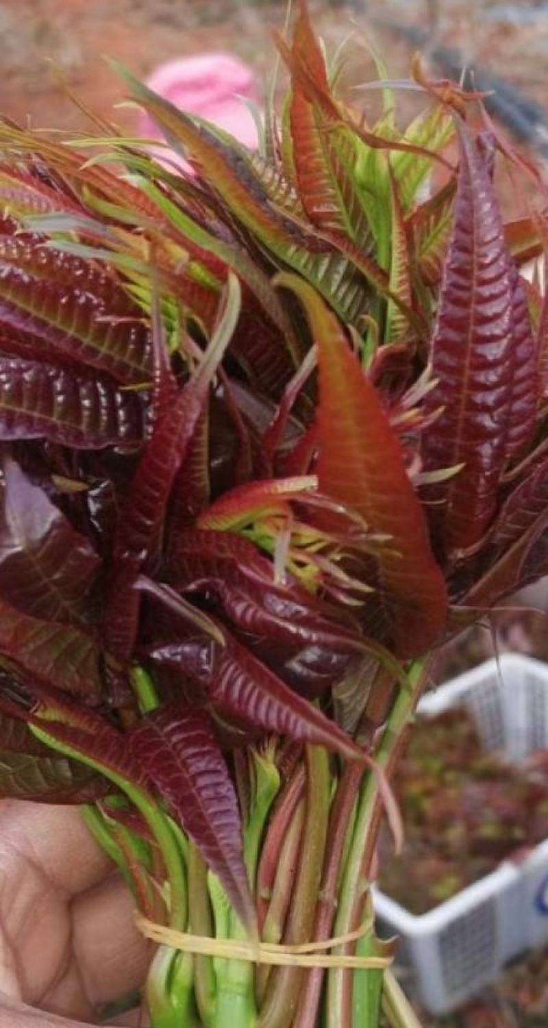 香椿芽云贵高原露天种植粗放管理自然生长高端食材营养丰富