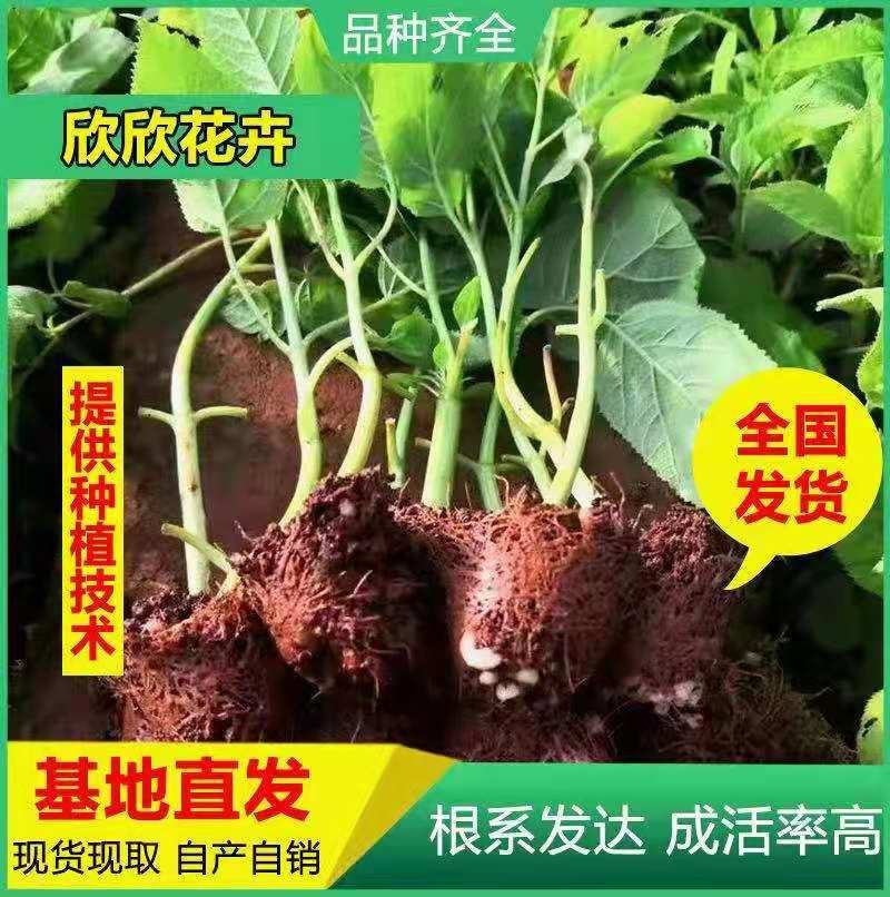 云南昆明斗南精品种苗绣球种苗，又名八仙花