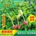 云南昆明斗南精品种苗绣球种苗,又名八仙花