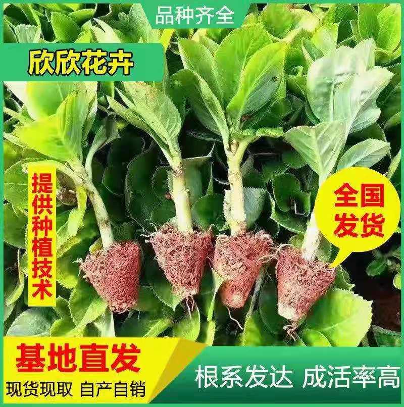 云南昆明斗南精品种苗绣球种苗，又名八仙花