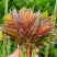 香椿芽云贵高原露天种植粗放管理自然生长高端食材营养丰富